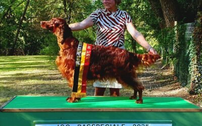 Special breed show
