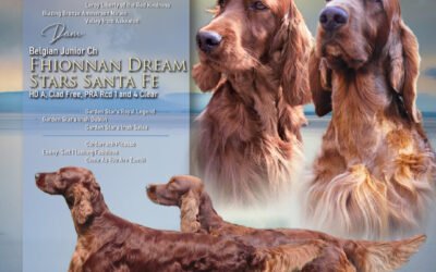 Dekbericht Fhionnan Dream Stars