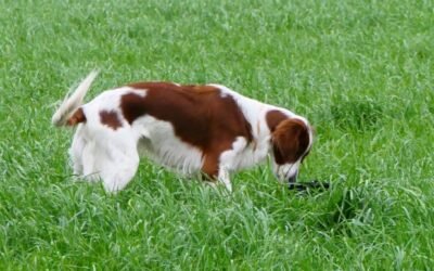 Initiatie les Field 17/01/2026