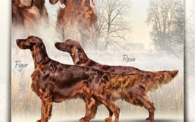 Avis de saillie Ireleith