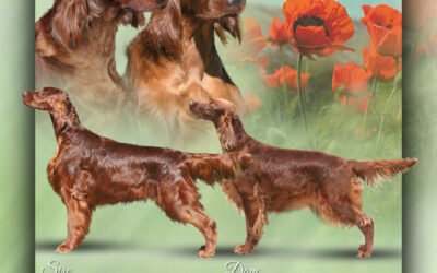 Dekbericht Trawricka