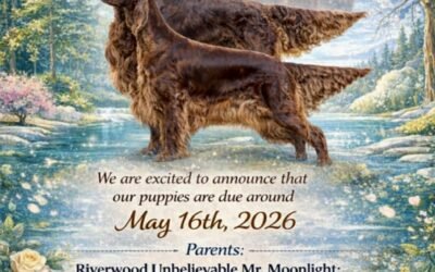 Dekbericht Of The trav’lin Star