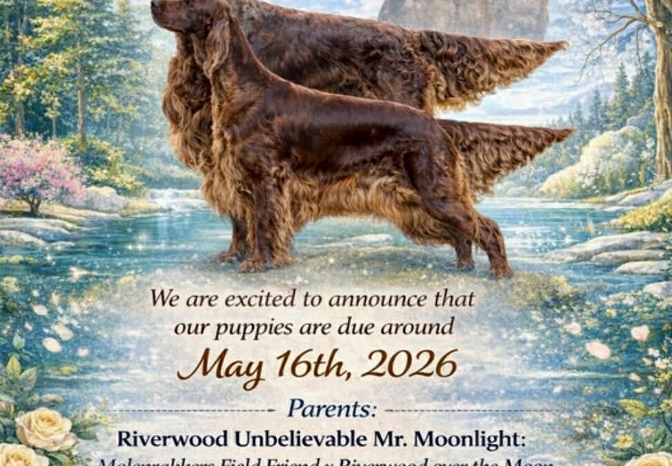 Mating Report Of The Trav’lin Star